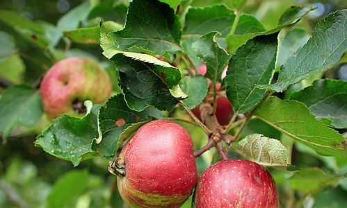 Actie fruitbomen