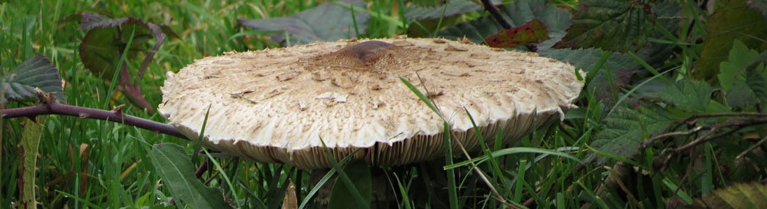 Natuurplein de Baronie