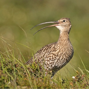 Lezing Natuur-inclusieve landbouw, transitie boerenland West-Brabant en akkervogels @ Gemeenschapshuis De Wegwijzer