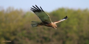 Biodiversiteit: Vogels wijzen de weg @ De Wegwijzer